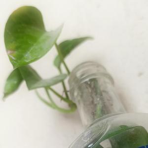 Mi Hermosa Adicción