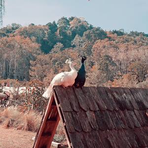 จากไปเลย