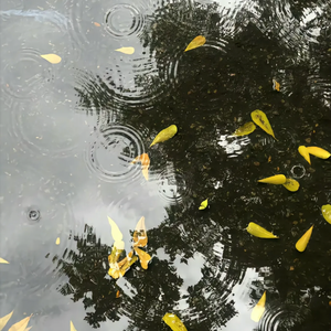 2d0a_8df1_fb4c_e422f78d09403f9de8442bf428566f6b