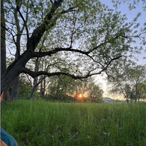Trees