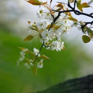 棠梨煎雪（Cover 银临）