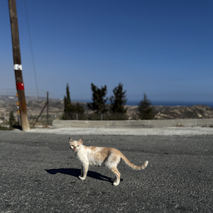 monkey's last minute