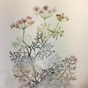 Coriander