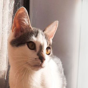 Показали кошке улицу