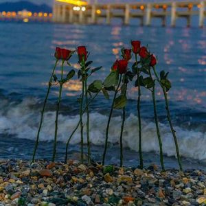 无名的花（Prad MoonVibe Beatz）