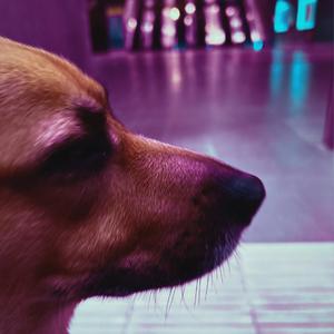 Bark Beat (for Happy Dogs)