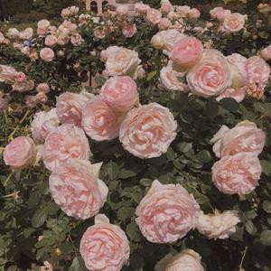 父亲写的散文诗(时光版)