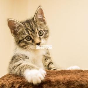 Easy Ambiance for The Happiest Cats