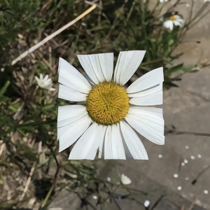 【Free】 “不期而至” Juice WRLD x Toosii Type Beat