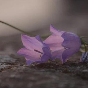 冥想音乐 时光荏苒