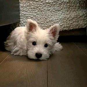 再见迪曼1759583437542