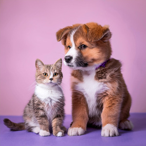Notas Armonizadas De Mascotas