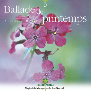 Forêt printanière