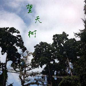 望天树(纯音乐)