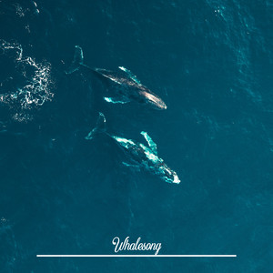 Whalesong