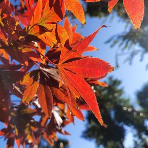 纪念日 (cover：炎亚纶）