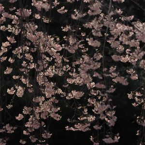 春瞬花约 ～ Fleeting Promise