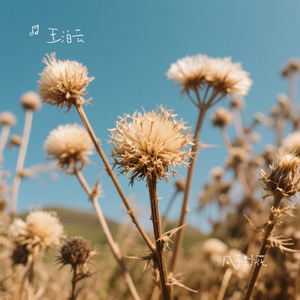 风干野花