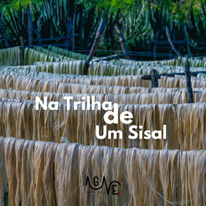 Na trilha do sisal