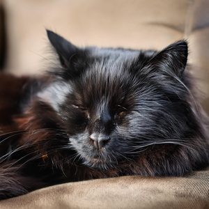 Ronroneando Ritmos De Armonía