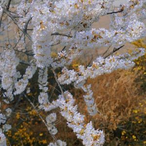 达尔文cover蔡健雅