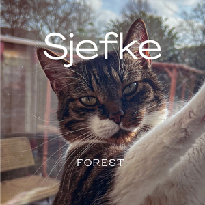 Sjefke