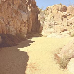 Joshua Tree