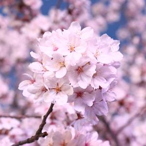 Spring Breath song