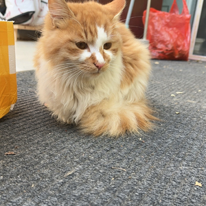 将泪水藏进雨里