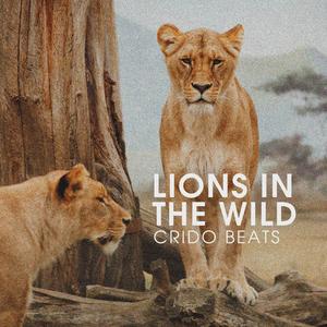 Lions In The Wild