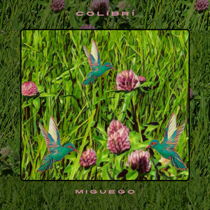 Colibrí