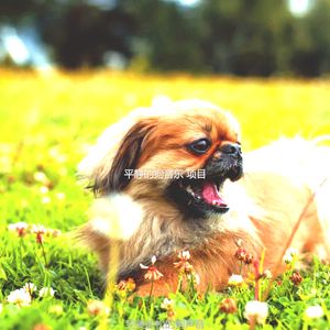 微妙的睡狗心情