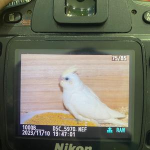 玄凤鹦鹉国歌口哨