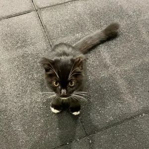 blackcat