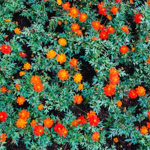 Neptune (feat. Prandi)