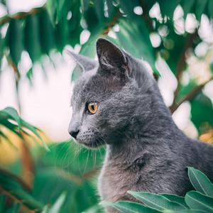 如果我是一只猫