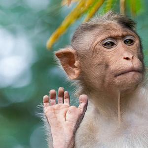 Monkeys Spinning Monkeys