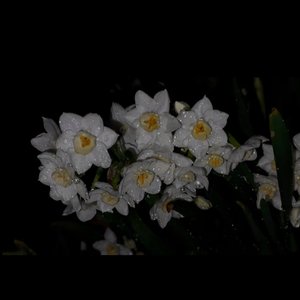 李香兰（秋意浓）