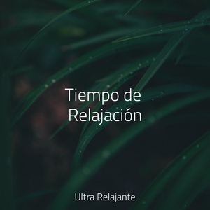 Rocío Ámbar Matutino