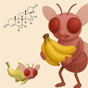 Ethinyl Estradiol Forms the Base (Rock'n'Roll Version)