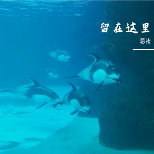 梧桐树的誓言 - 莣情 伴奏