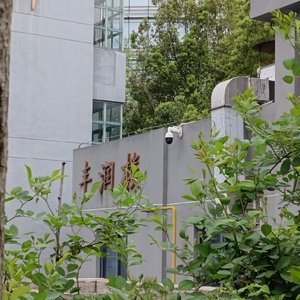 后大树根