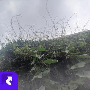 最后还是不能相见（唱腔版） (Remix)