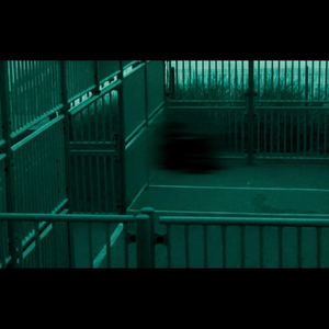 un chien perdu dans la savane