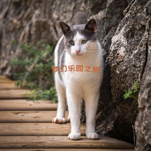 彩虹的微笑 (钢琴)