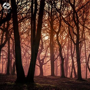 Nighttime Forest Sanctuary