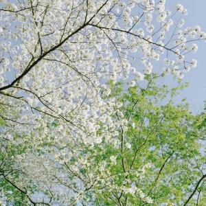 水晶音叉与银河