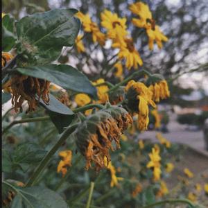 Hypocrisis Post Romance