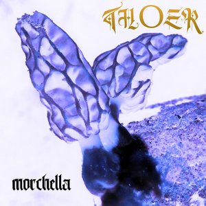 Morchella