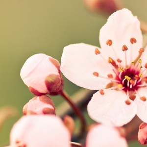 阿尔罕布拉宫的回忆 (唯美口哨)